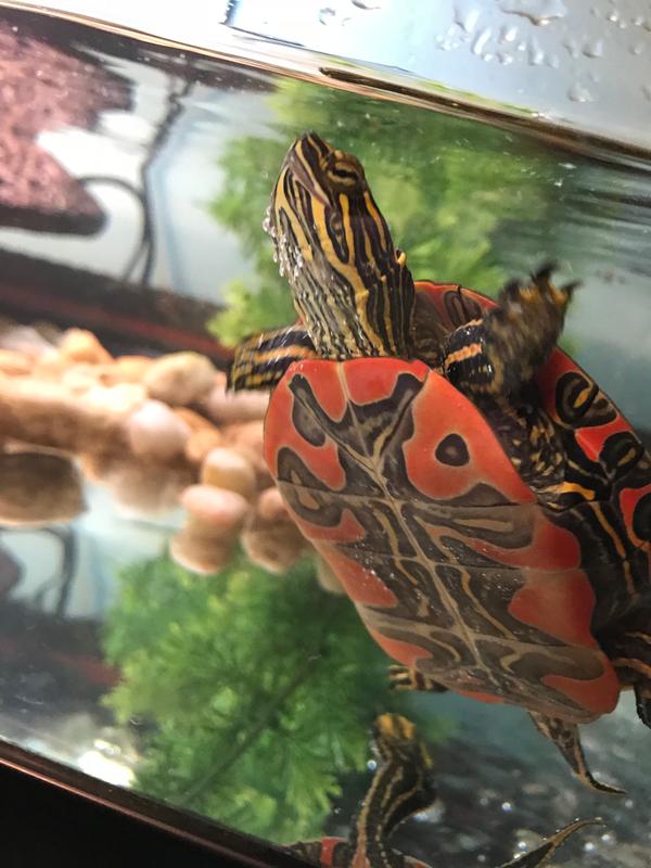 painted turtle for sale at petco