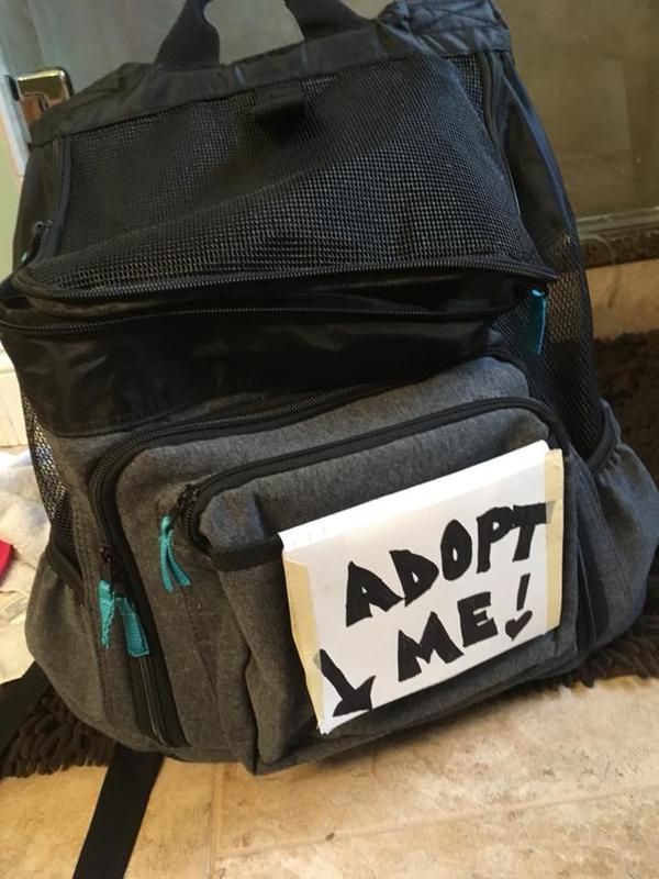 top paw dog backpack