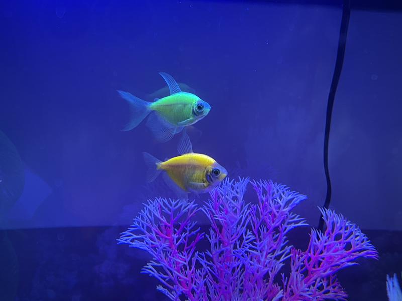 GloFish Galactic Purple Tetra