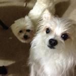 petsmart hookworm medicine