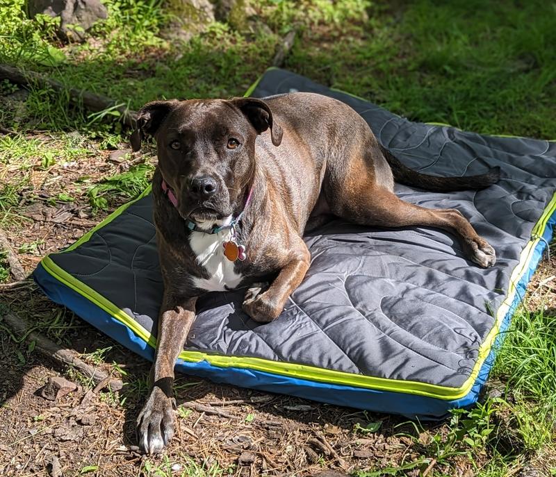 Inflatable dog bed hotsell