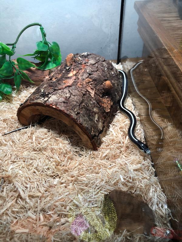 garter snakes for sale at petsmart