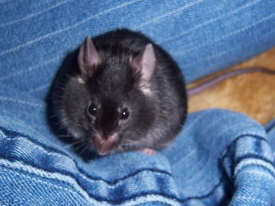 Girl Eating Live Mouse