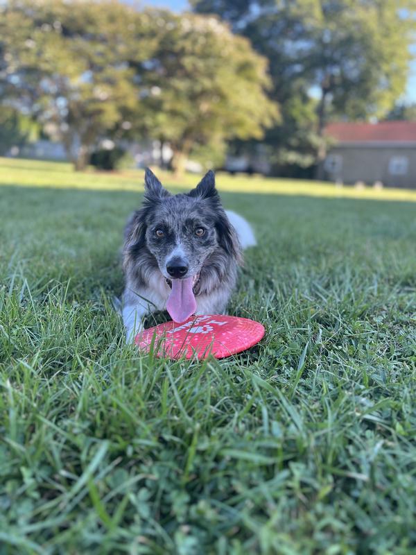 Petsmart frisbee sale