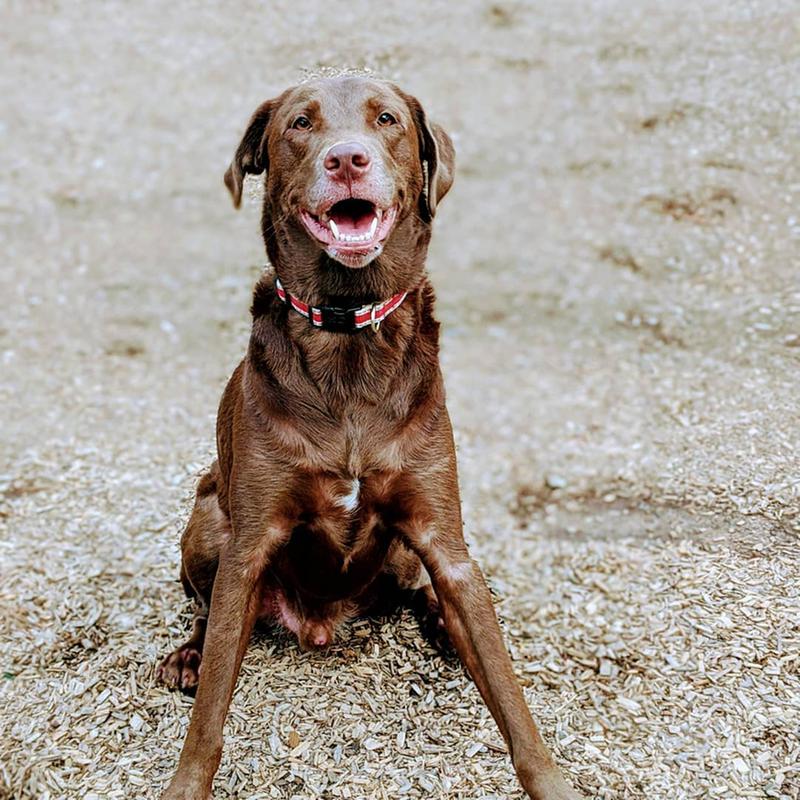 dog tie out cable petsmart