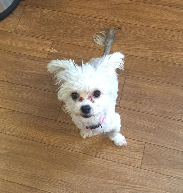 picky no more dog food