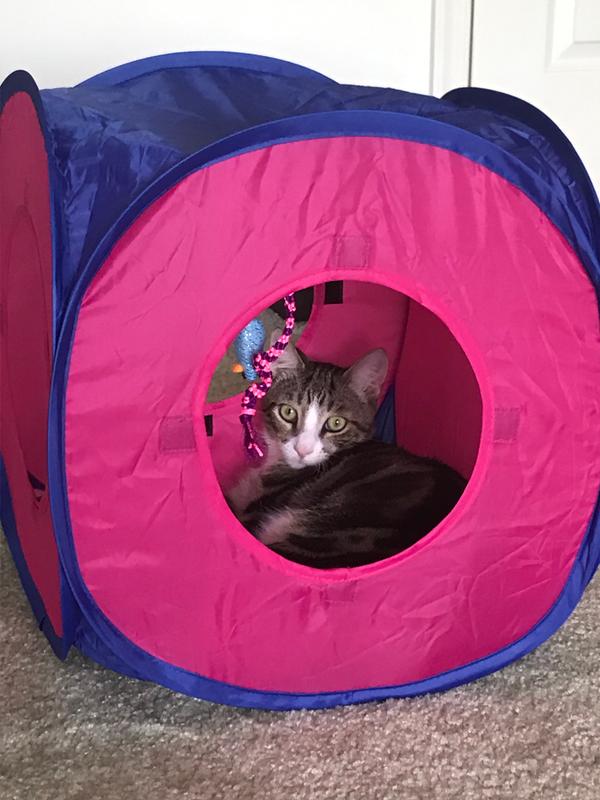 whisker city cat tunnel