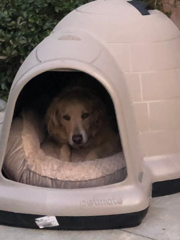 dog igloo door