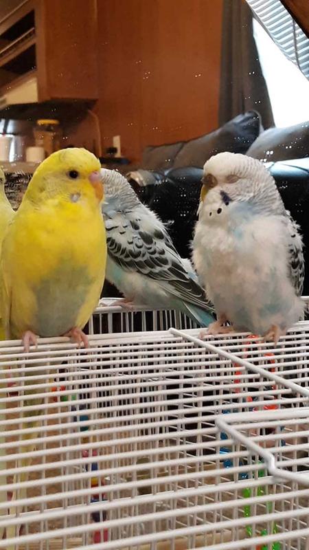 Fancy Parakeet For Sale Live Pet Birds Petsmart