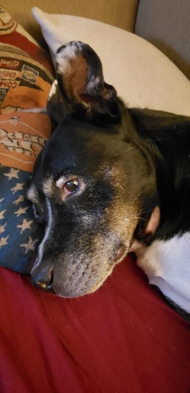 missing link dog supplement petsmart