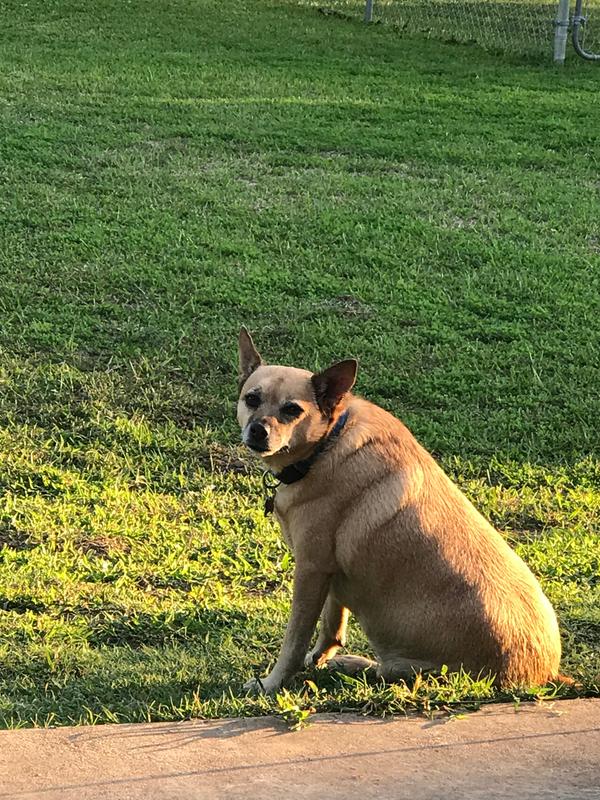 petsmart ear mite treatment for dogs