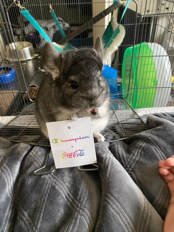 petsmart chinchilla food