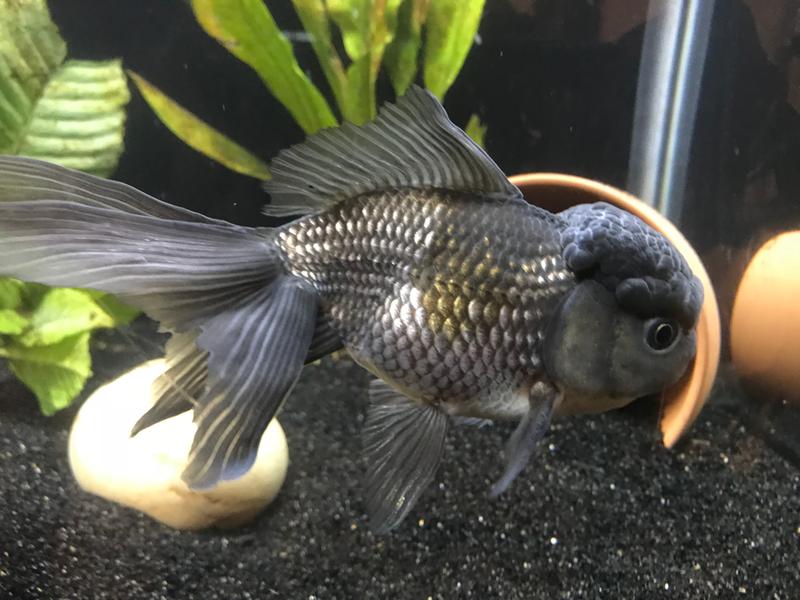 black moor goldfish petsmart