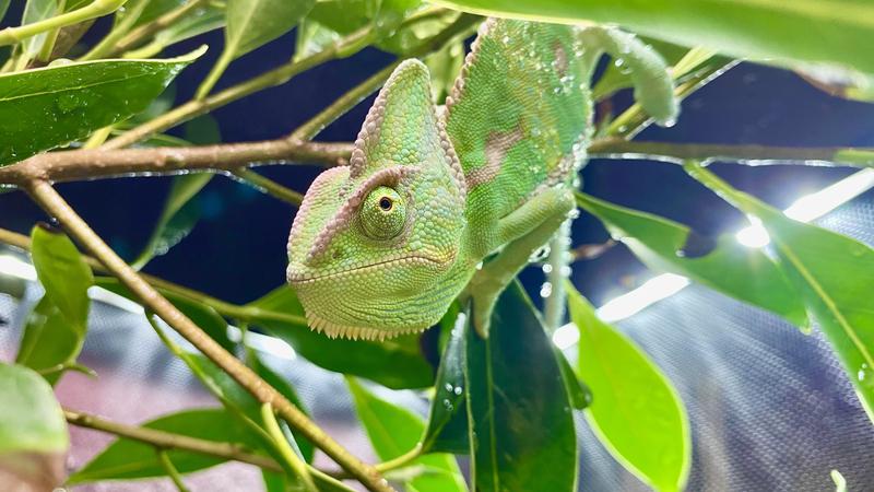 Chameleon store near me sale