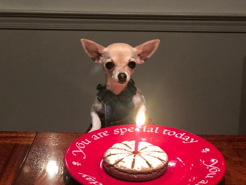 Dog birthday cake petsmart best sale