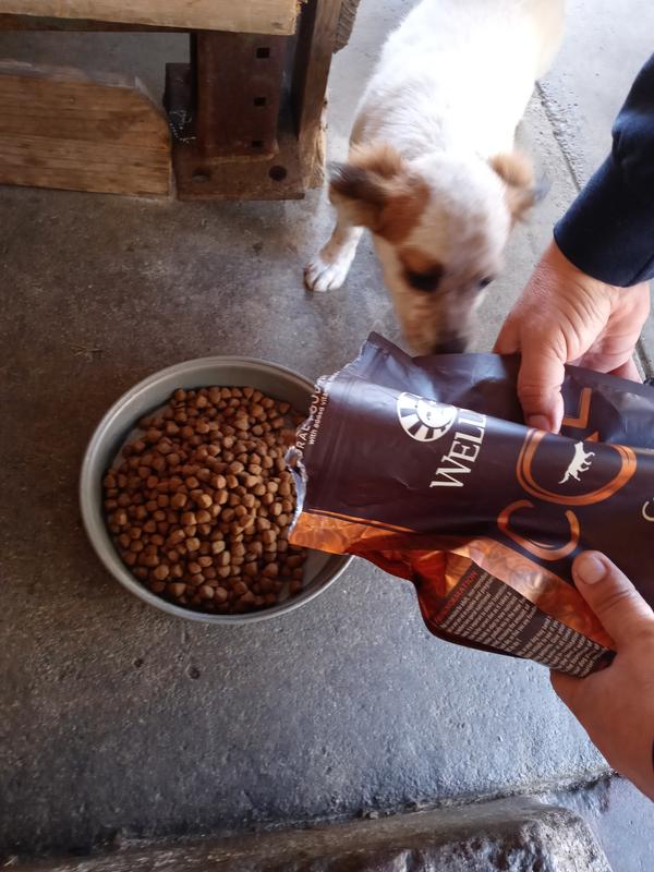 Wellness CORE Grain Free Dry Dog Food Only Natural Pet