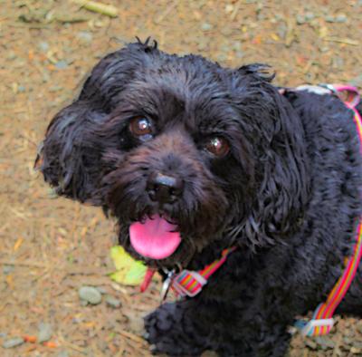 gnc pets medicated antibacterial and antifungal dog spray reviews