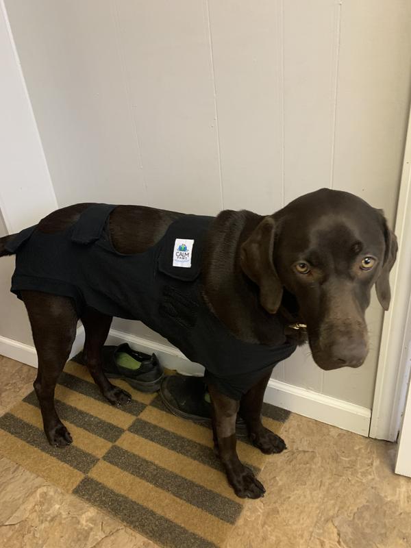 Petsmart anxiety vest hotsell