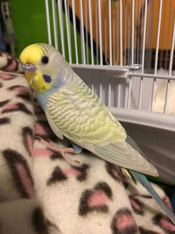 petsmart budgie price