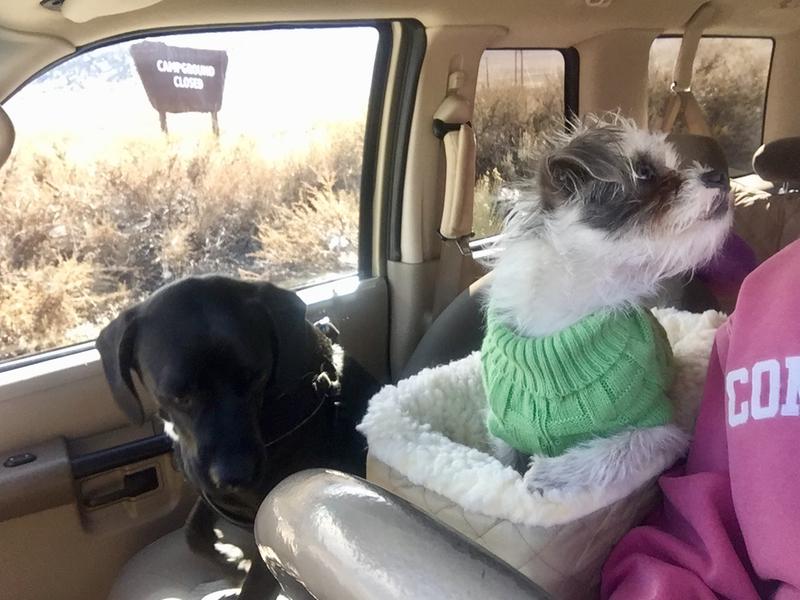 center console pet seat
