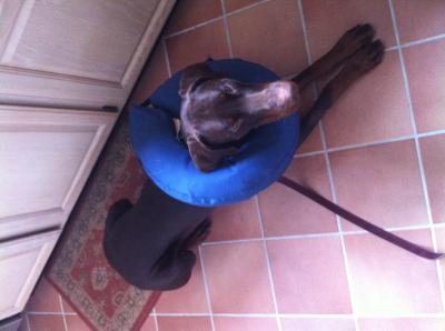 petsmart inflatable collar