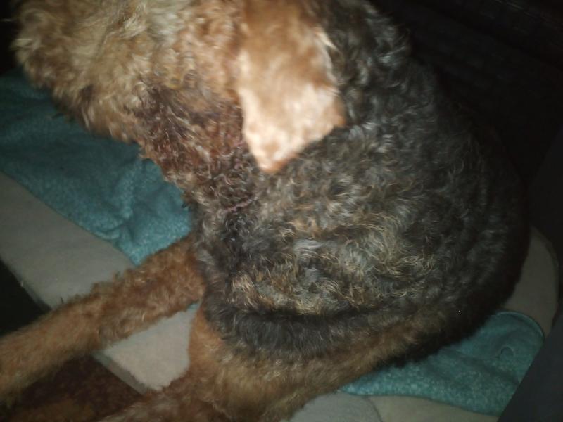 petsmart hot spot spray