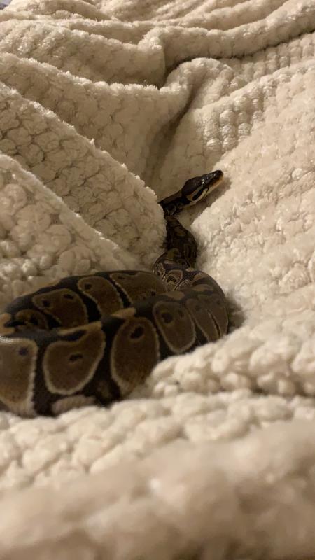 ball python for sale petsmart