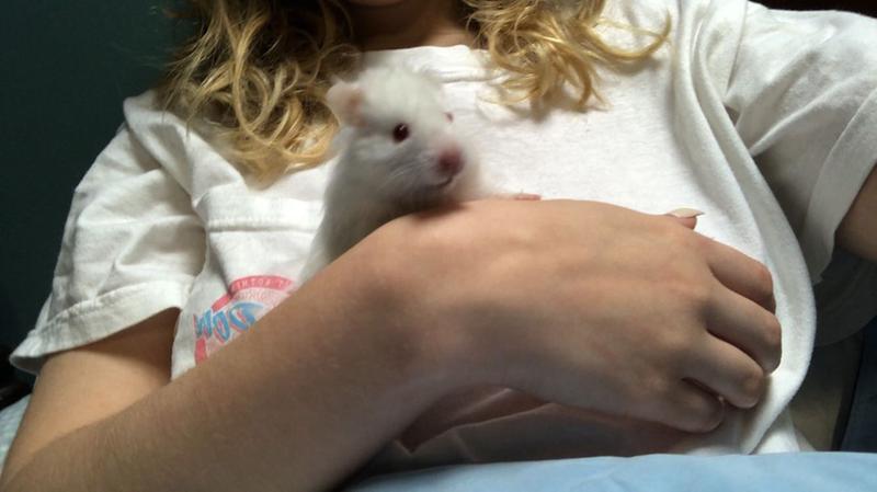 Long Haired Syrian Hamster For Sale Male Live Small Pets Petsmart - pet rat grooming services roblox