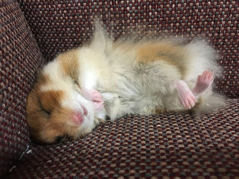 fluffy teddy bear hamster