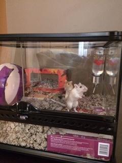 gerbils for sale