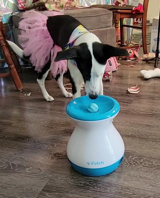 Ifetch frenzy best sale