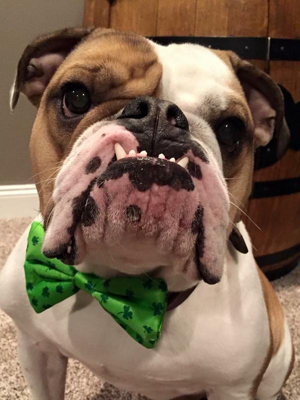 gnc pets medicated antibacterial and antifungal dog spray reviews