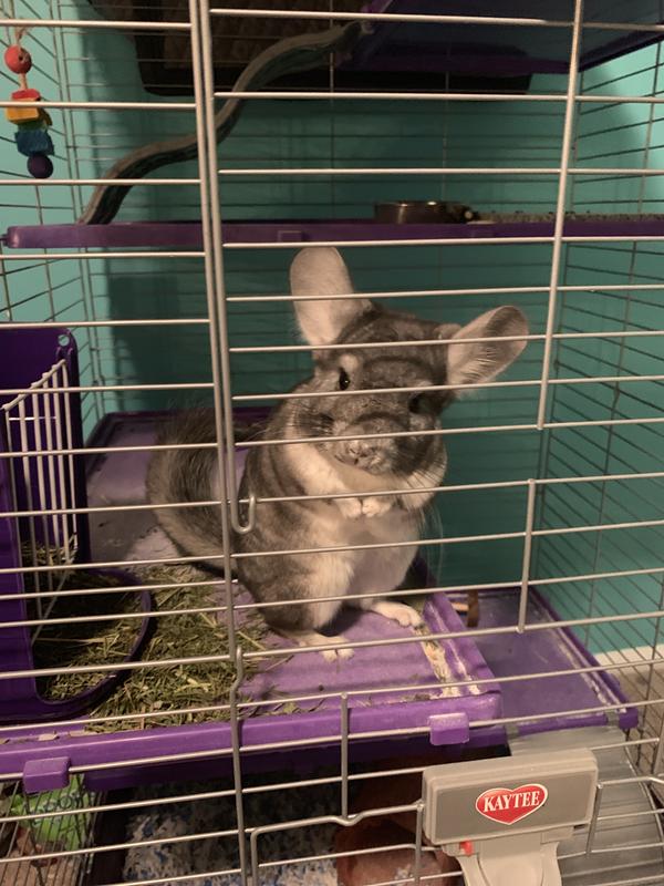 chinchilla small pets