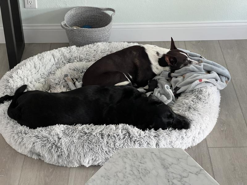 Best calming bed for dogs online