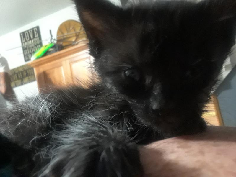 petsmart iams kitten food