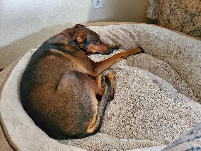 Petsmart orthopedic dog bed best sale