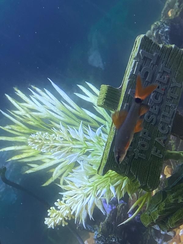 red tail shark petsmart