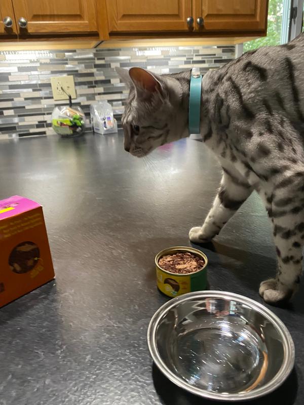 best grain free cat food reddit