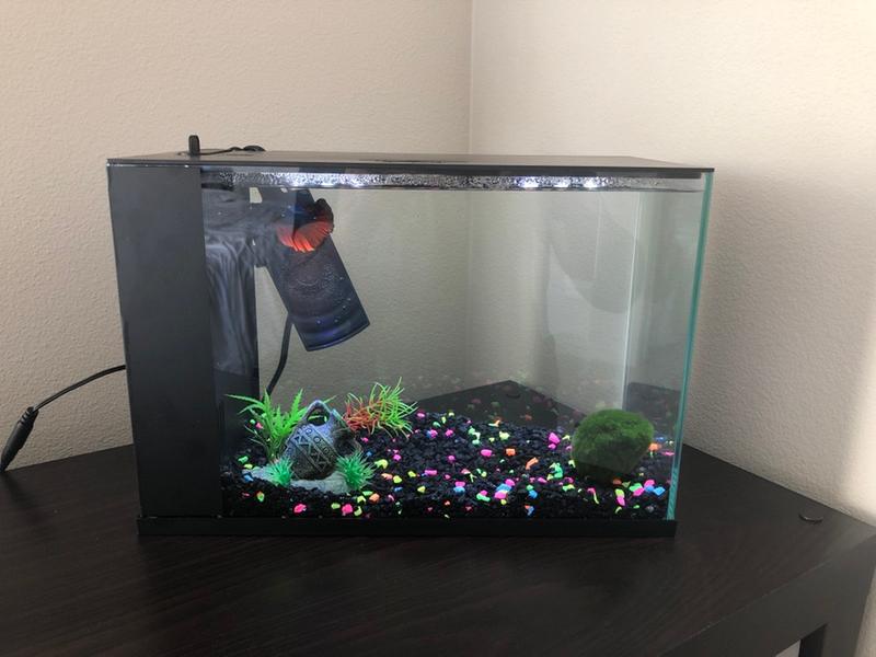 Top Fin Ease 3 Gallon Betta Aquarium Aquarium Views