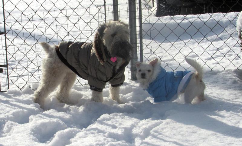 Petsmart Dog Winter Coats Hot 60, Petsmart Dog Winter Coats