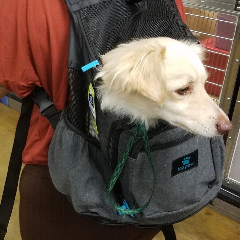 top paw cute and colorful carrier