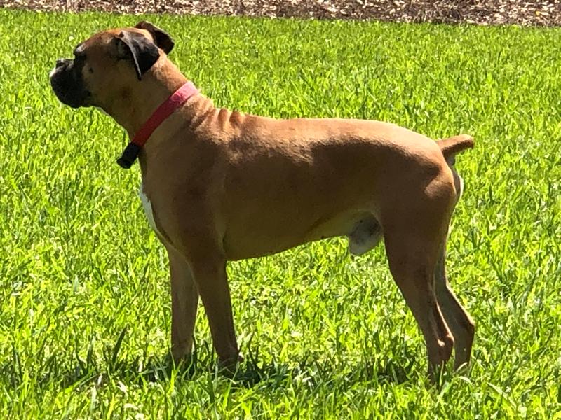 advantix for dogs petsmart