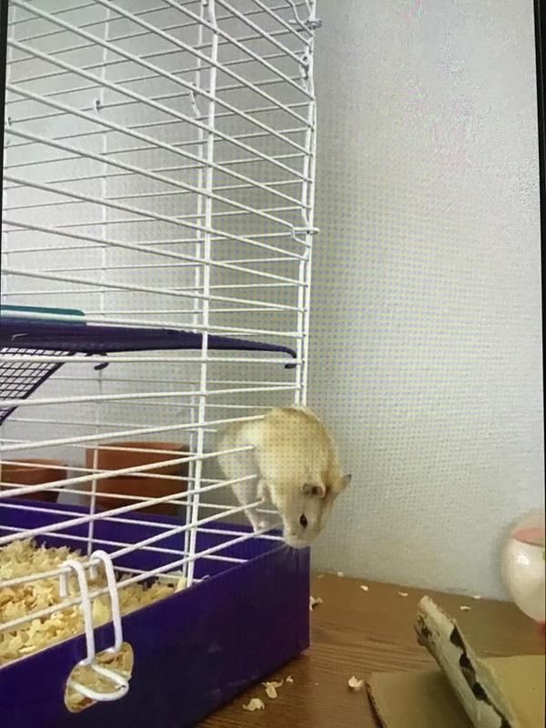 diy pet rat cage