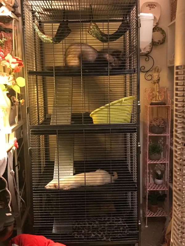 all living things ferret cage