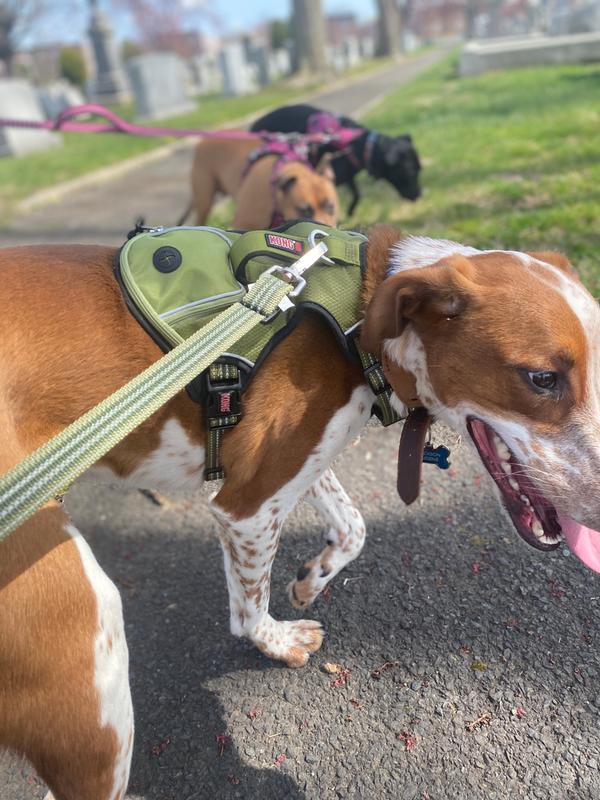 kong leash warranty petsmart