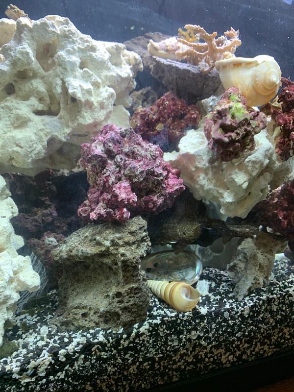 petsmart 5.5 gallon tank