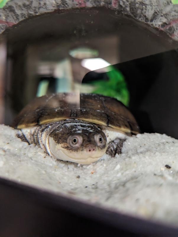 African Sideneck Turtle