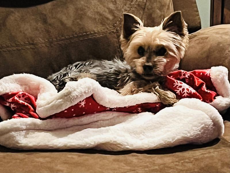 Merry Bright Snowflake Value Pet Blanket