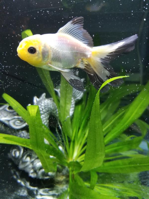 black moor goldfish petsmart