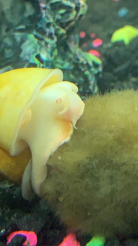 Mystery Snail For Sale Live Pet Fish Petsmart